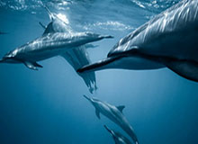 ESPN直播-前总裁起诉申通快递，要求分得前妻名下2028万股股权